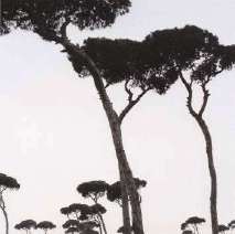 Pinus halepensis. Liban,                     2005. Photo Franck Christen &copy;.