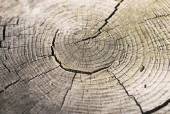 bois fendillé © Jose Gil - Fotolia