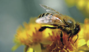 abeille sur une fleur